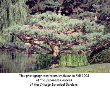 Sue's Photos